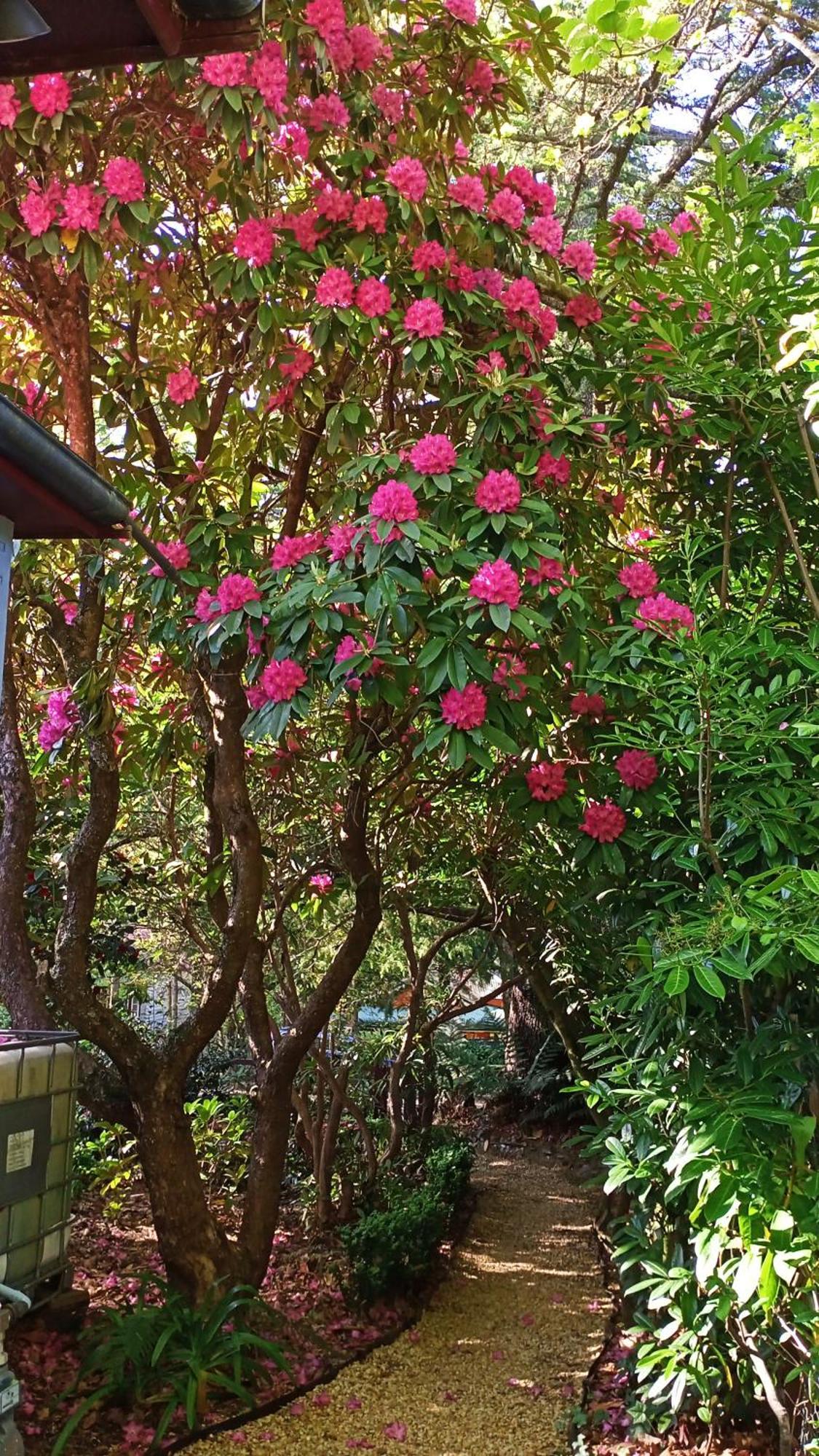 Kubba Roonga Guesthouse - Boutique Luxury Spa Retreat & Gardens - Blue Mountains Blackheath Exterior foto